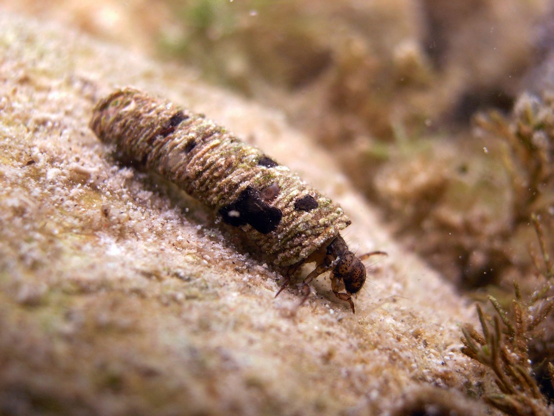 Chruściki (Trichoptera)