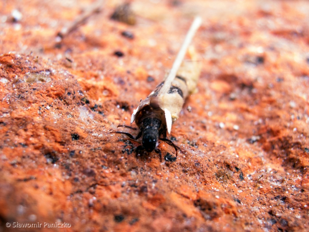 Makrofotografia